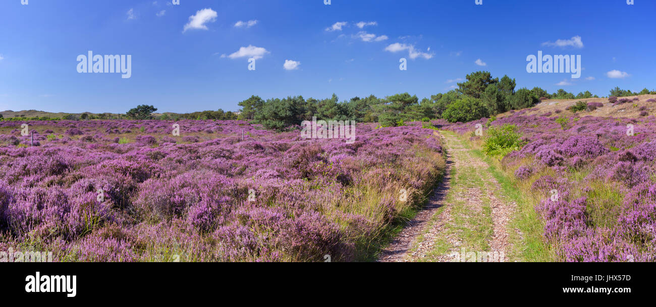 A path through blooming heather in the dunes of Schoorl, The Netherlands on a bright and sunny day. Stock Photo