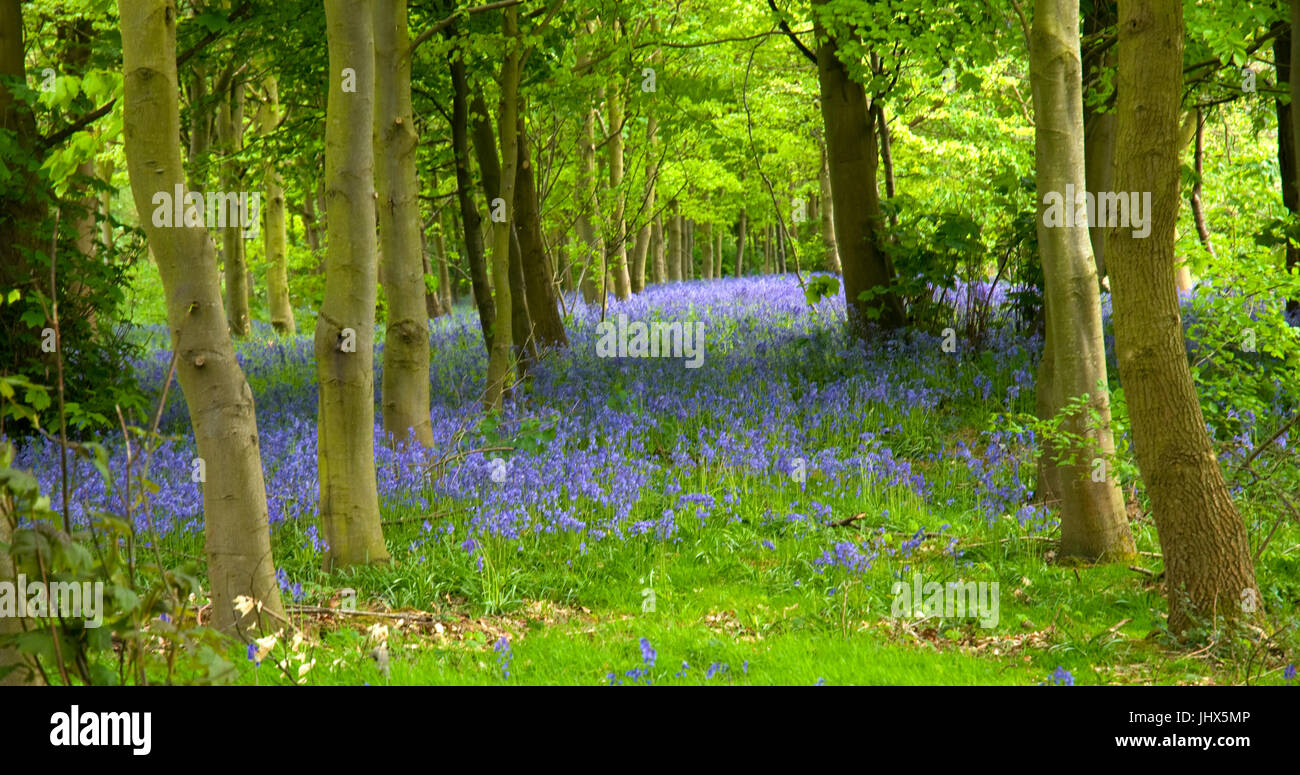 A woodland full of bluebell flowers Stock Photo