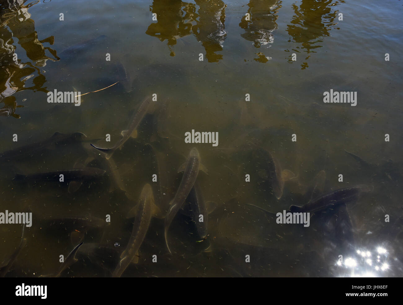Reproduction and farming of sturgeon Stock Photo Alamy