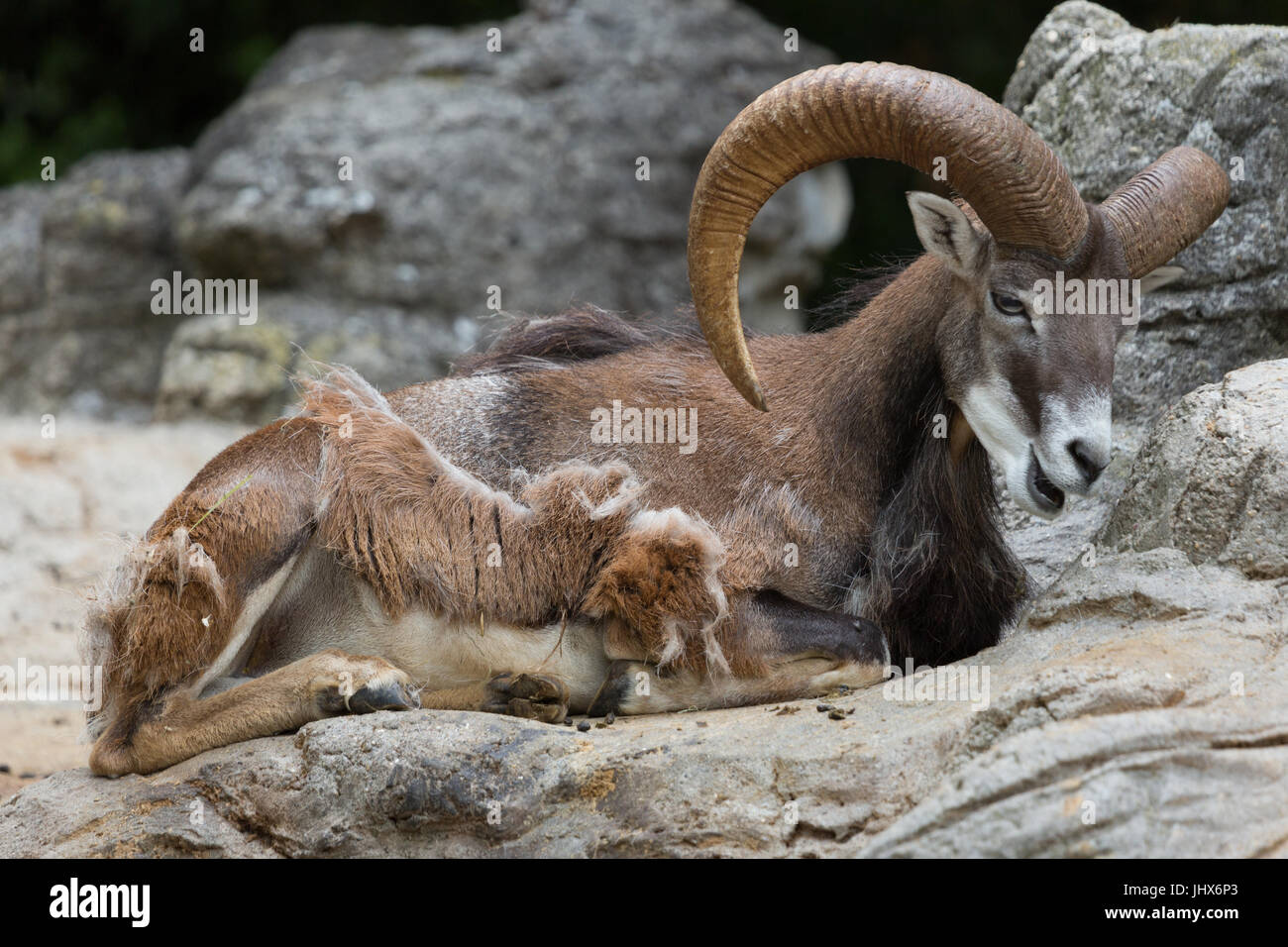 A photograph of a wild sheep, known as the Mouflon, sitting on some rocks and eating. Stock Photo