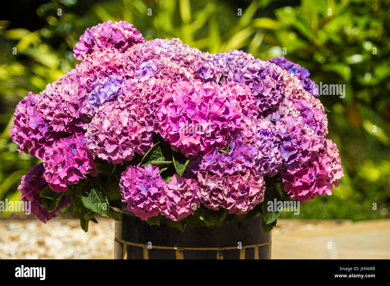 A mophead hydrangea in ericaceous compost and treated with aluminium sulphate begins to turn from pink to blue colour, Stock Photo