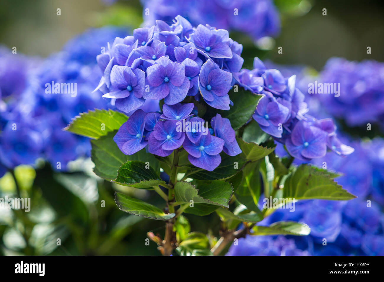 A vivid blue mophead hydrangea, potted in ericaceous compost and treated with aluminium sulphate to achieve the intense colour. Stock Photo