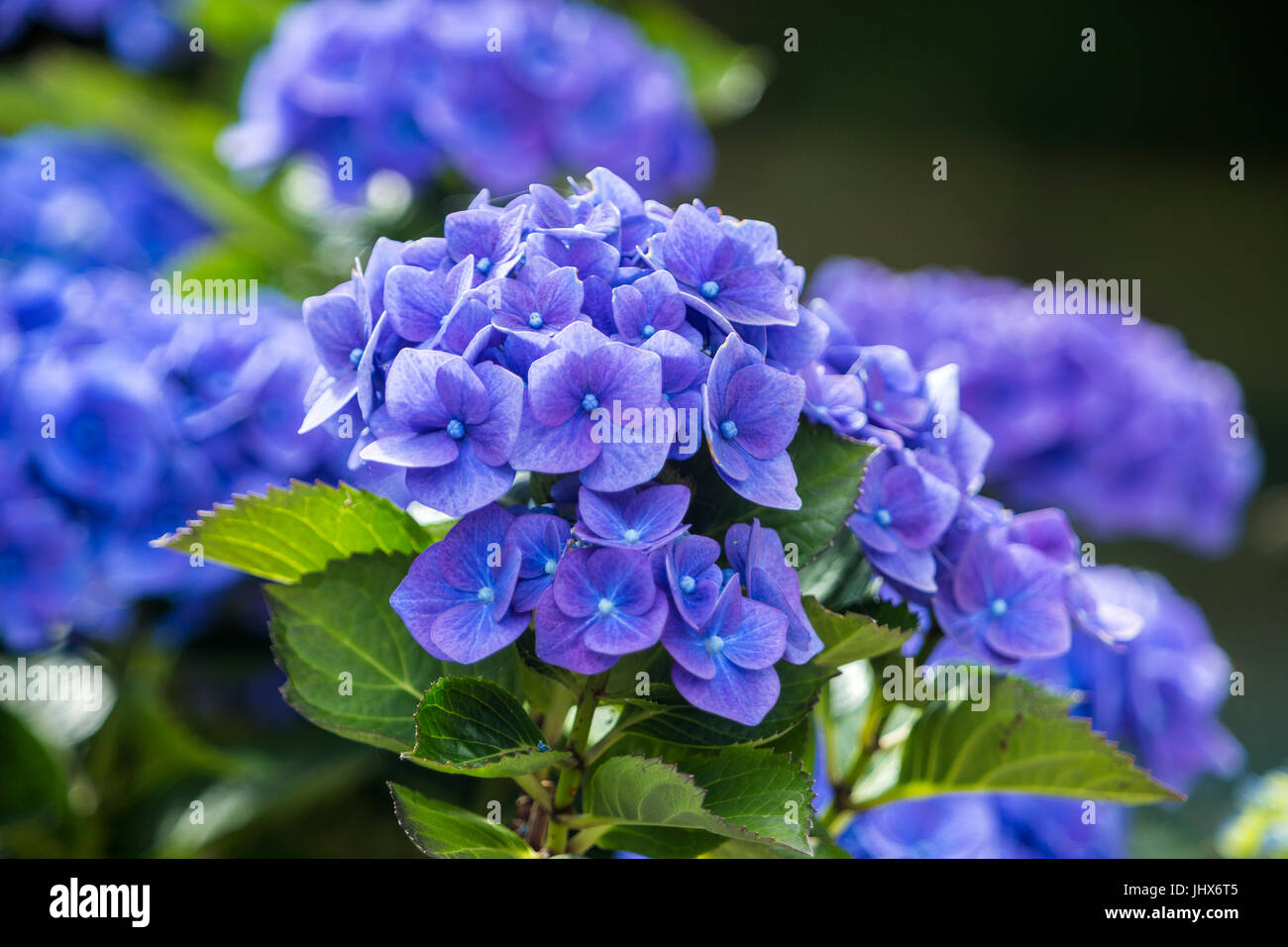 A vivid blue mophead hydrangea, potted in ericaceous compost and