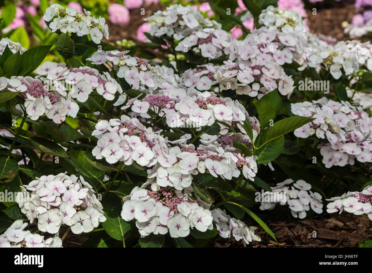 Lace cap hydrangea hires stock photography and images Alamy