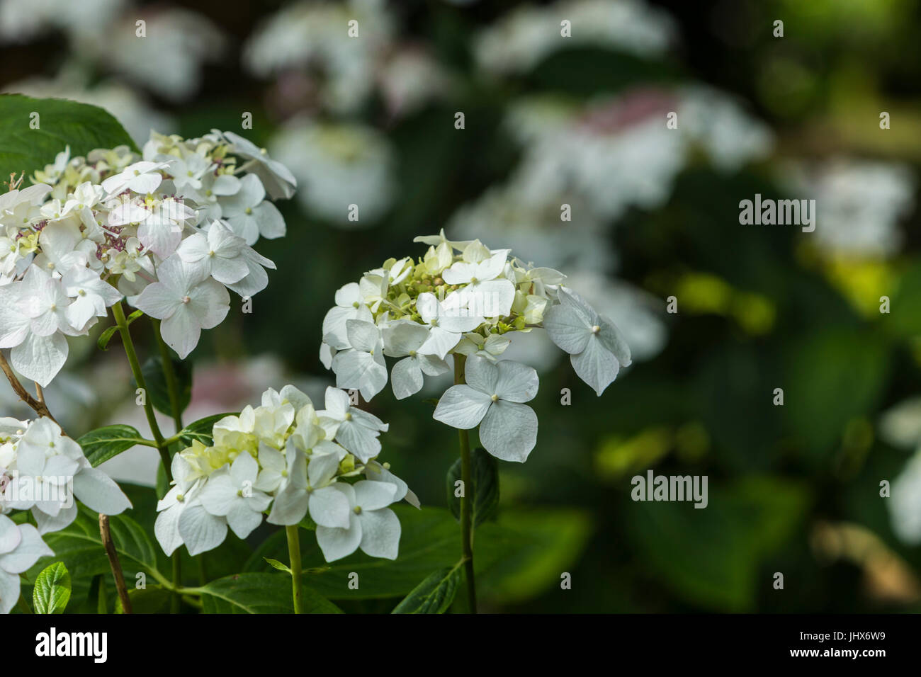 Lace cap hydrangea hires stock photography and images Alamy
