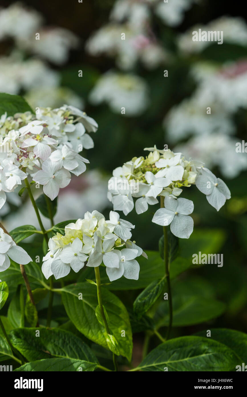 Lace cap hydrangea hires stock photography and images Alamy