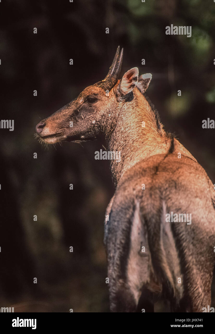 Indian endemic species animals hi-res stock photography and images - Alamy