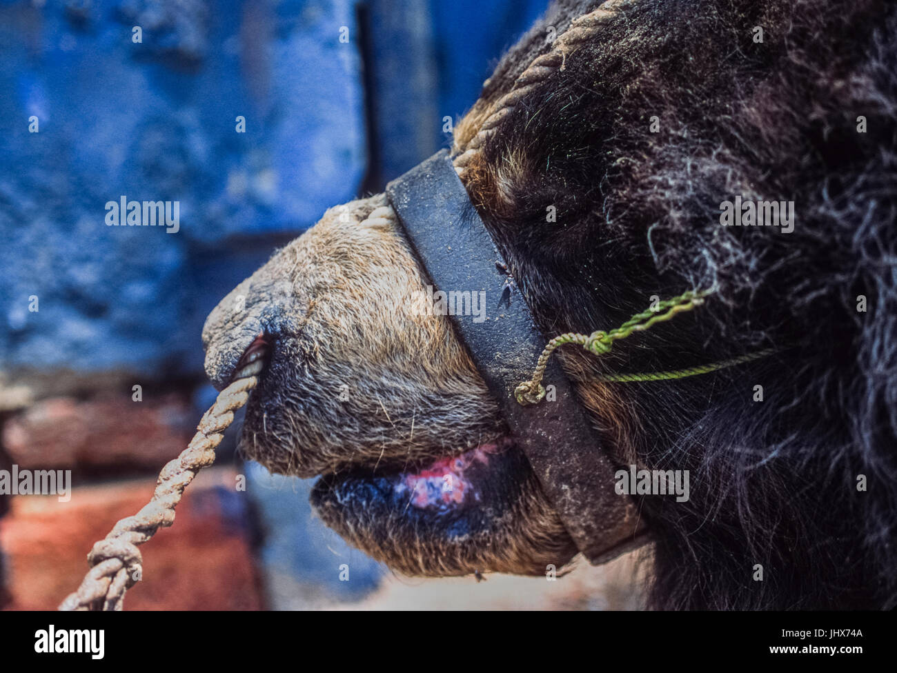 Sloth Bear, (Melursus ursinus), captive as performing 'dancing bear', Rajasthan, India Stock Photo