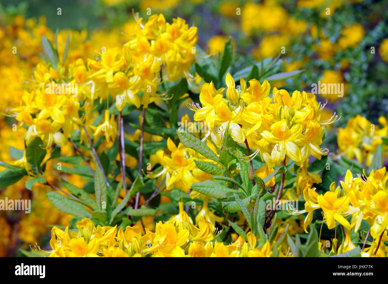 yellow Azalea bush blooming in springtime. Stock Photo