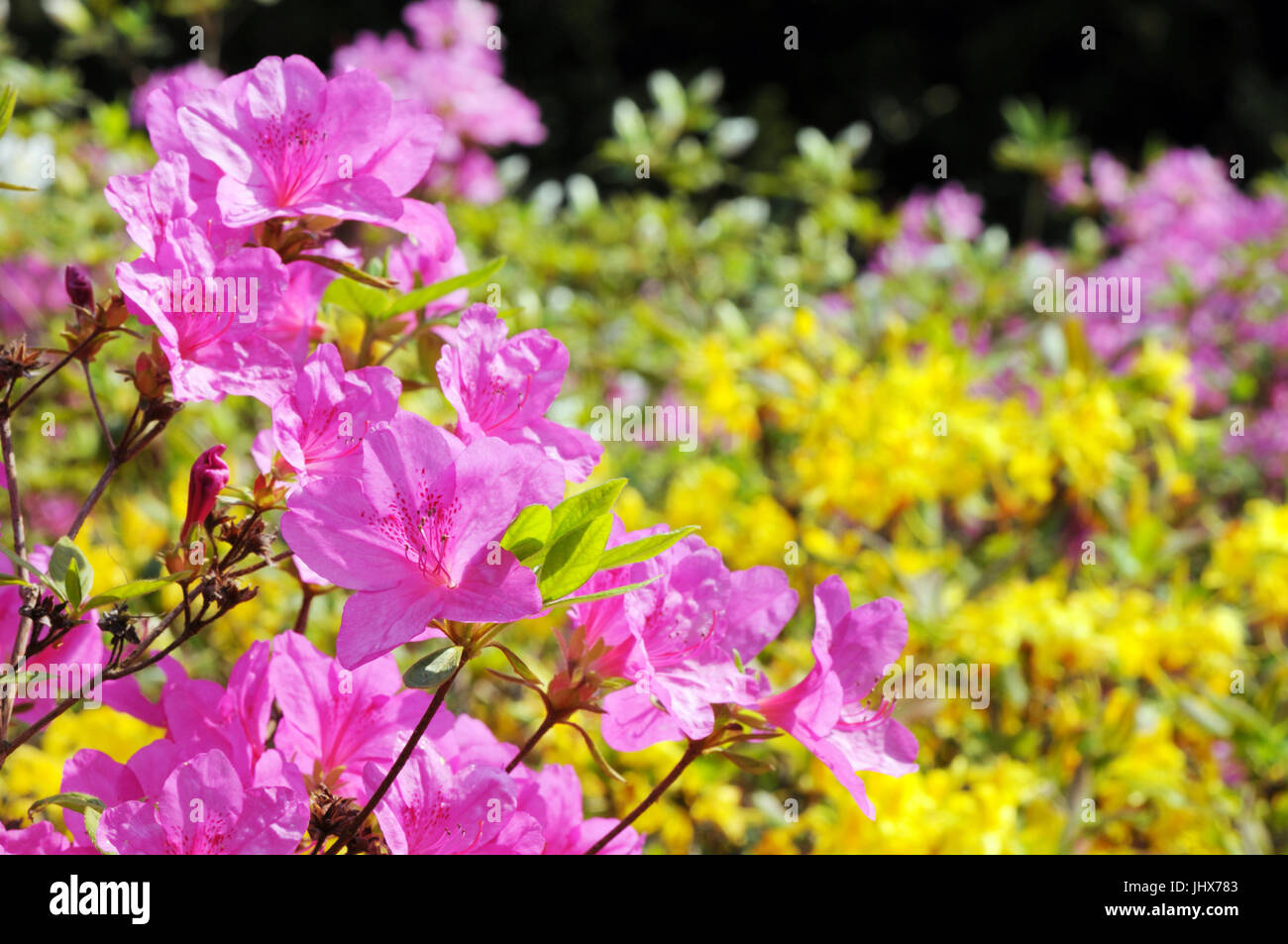 pink Azalea bush blooming in springtime. Stock Photo