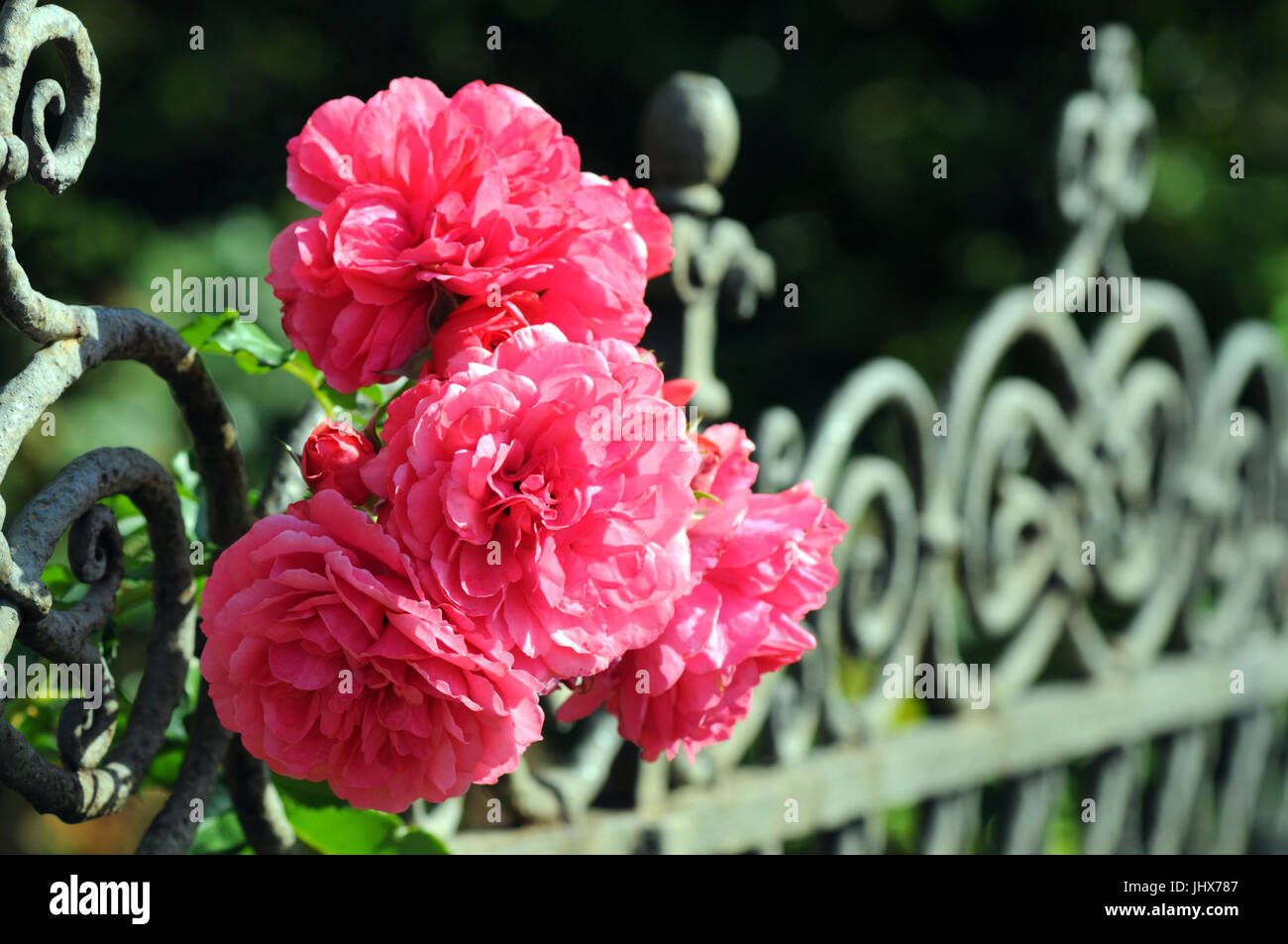 pink roses blooming on a garden fence Stock Photo - Alamy
