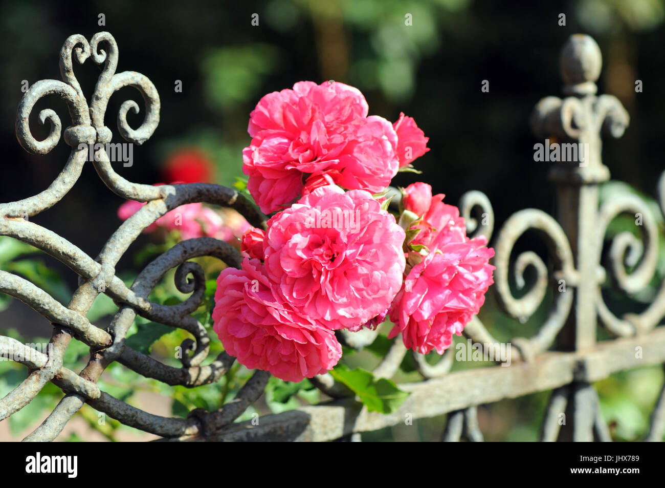 pink roses blooming on a garden fence Stock Photo - Alamy