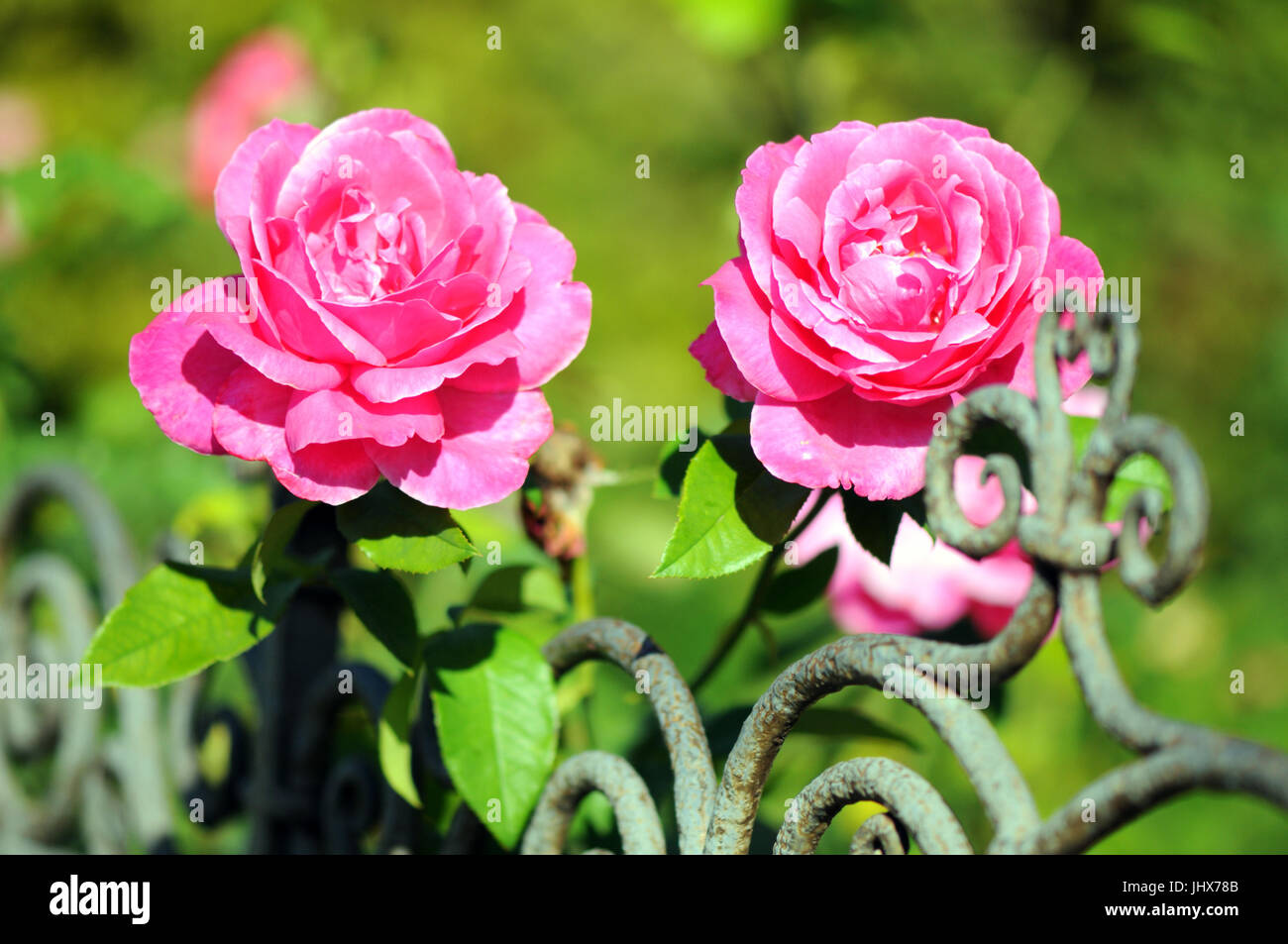 pink roses blooming on a garden fence Stock Photo - Alamy