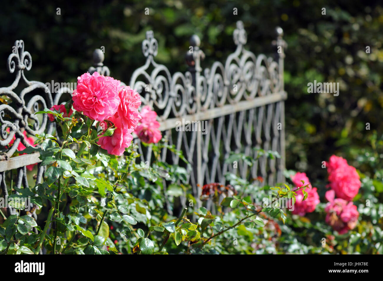 pink roses blooming on a garden fence Stock Photo - Alamy