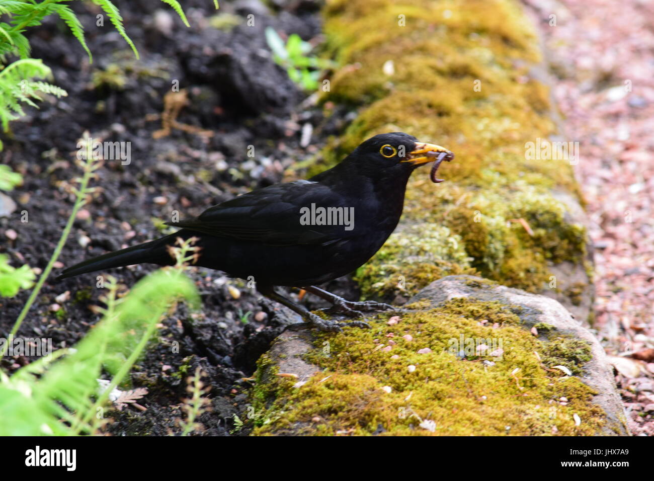 Male blackbird with food in beak Stock Photo Alamy