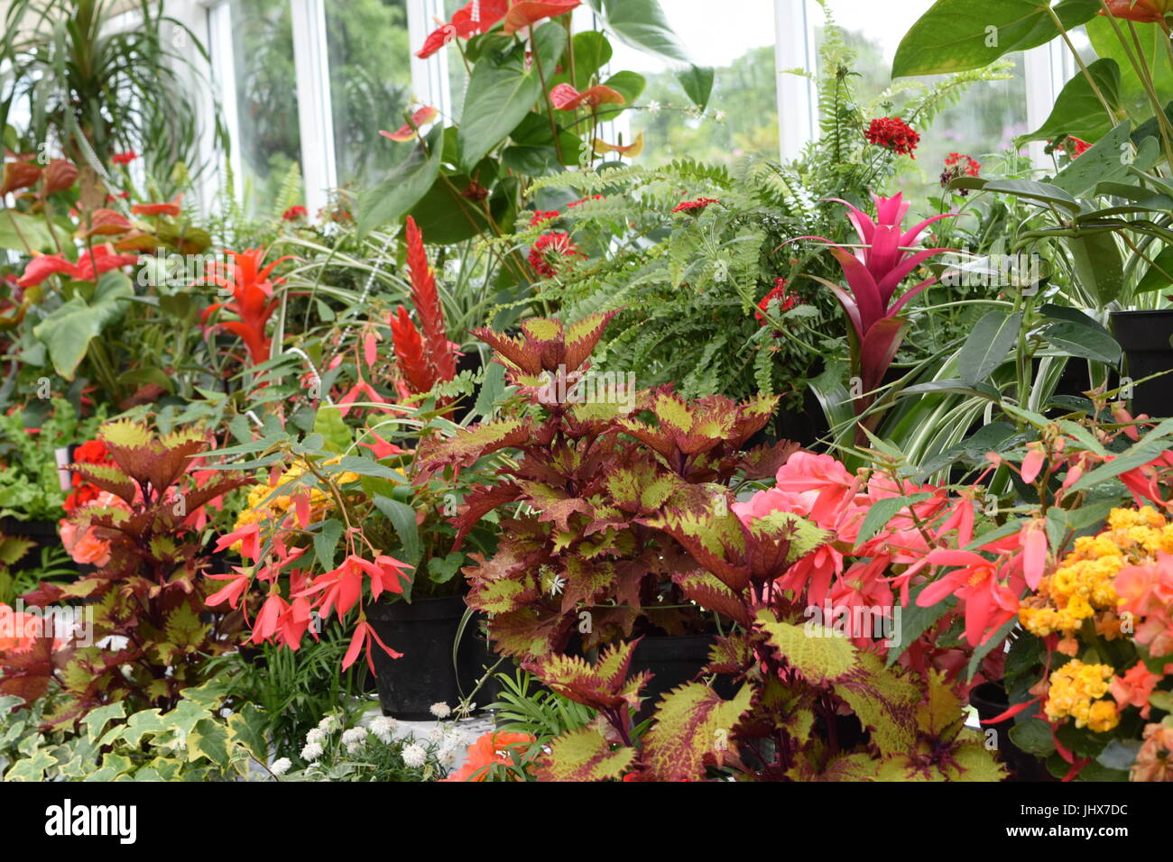 Plants in a greenhouse Stock Photo - Alamy
