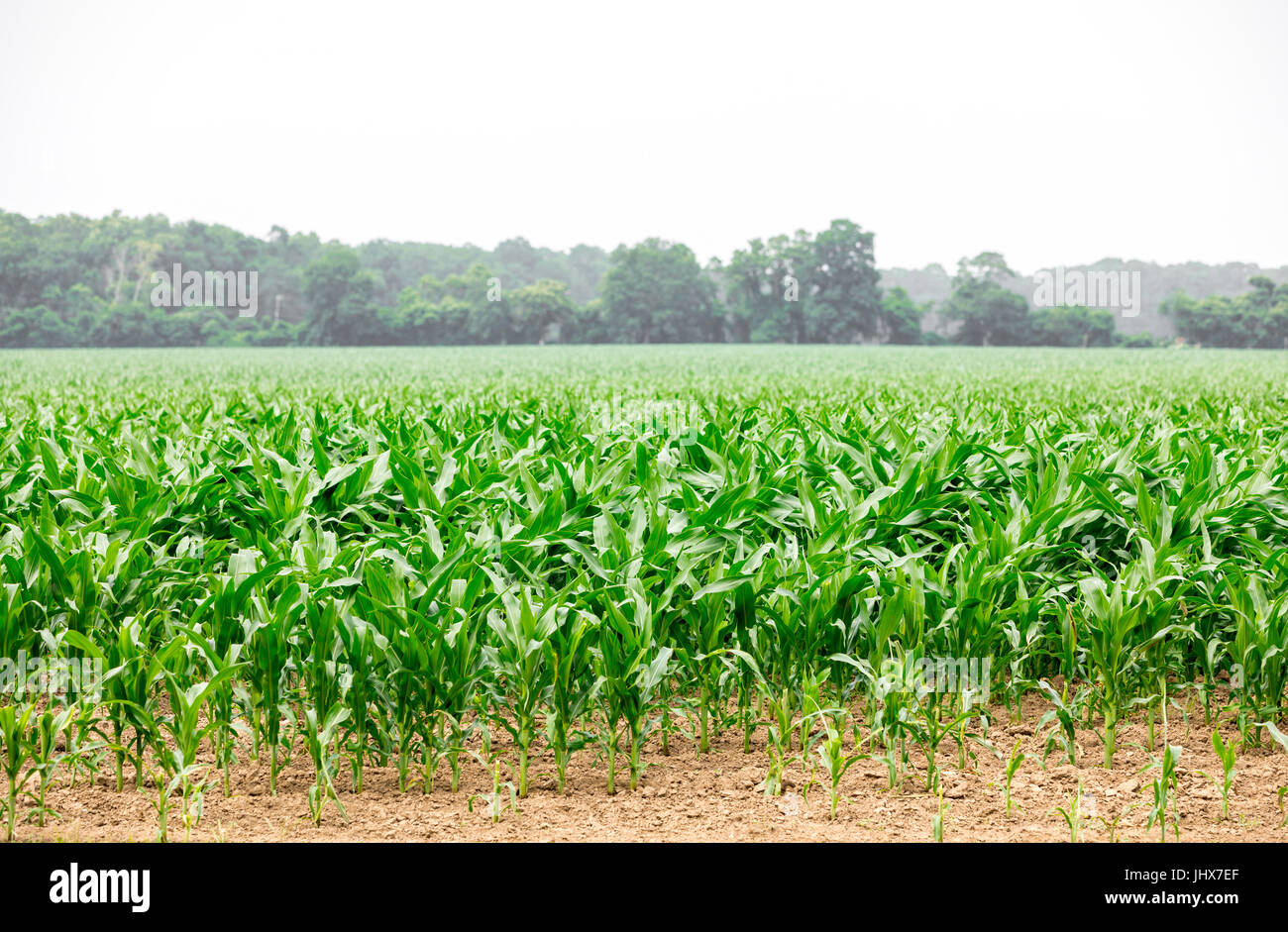 a landscape of young corn in a large field with green trees in the distance Stock Photo