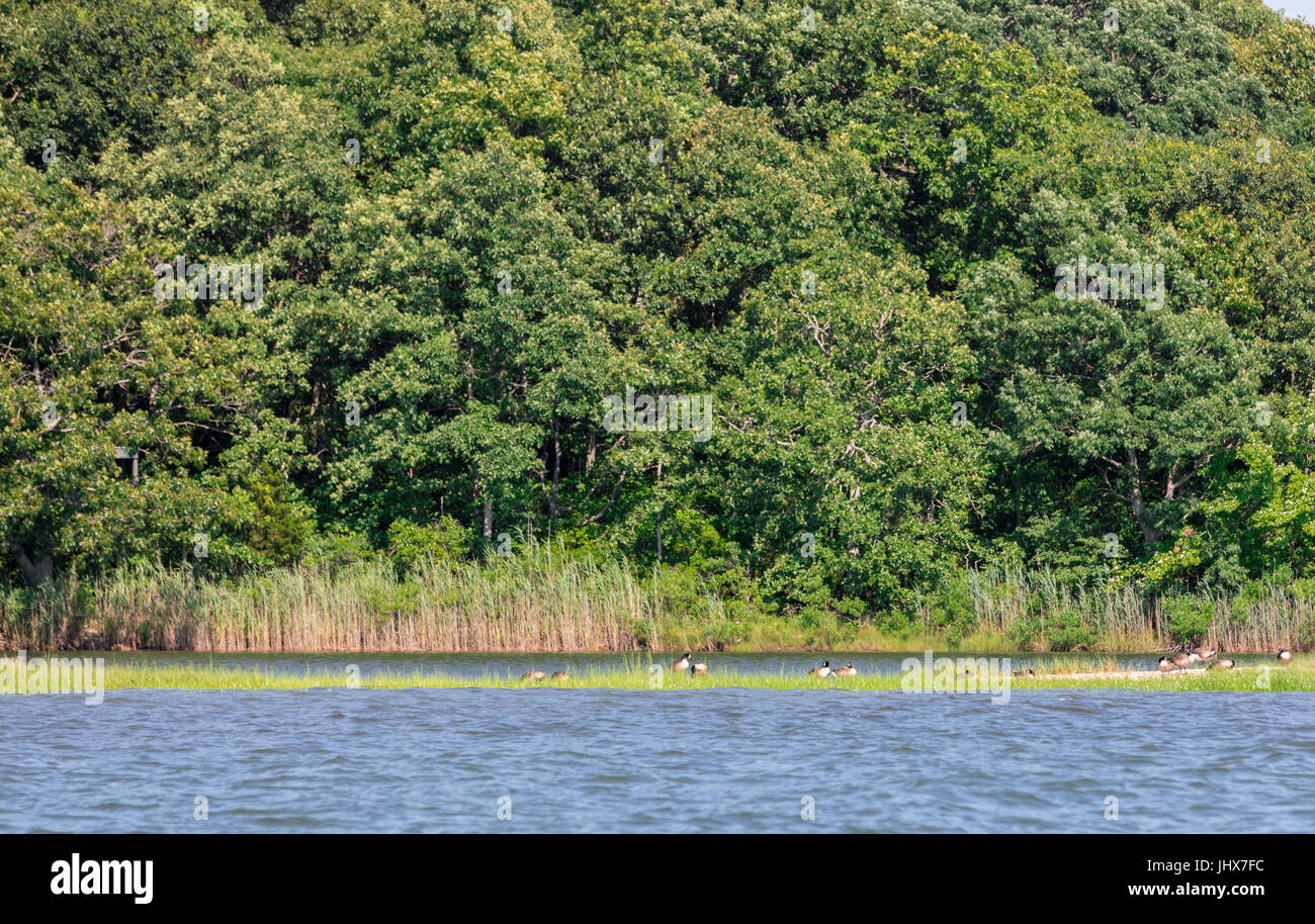 canadian geese in a calm body of water in shelter island, ny Stock Photo