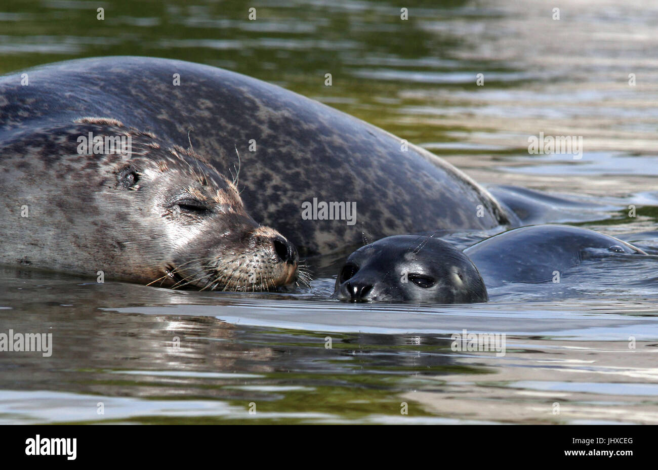 Next day delivery seal hi-res stock photography and images - Alamy
