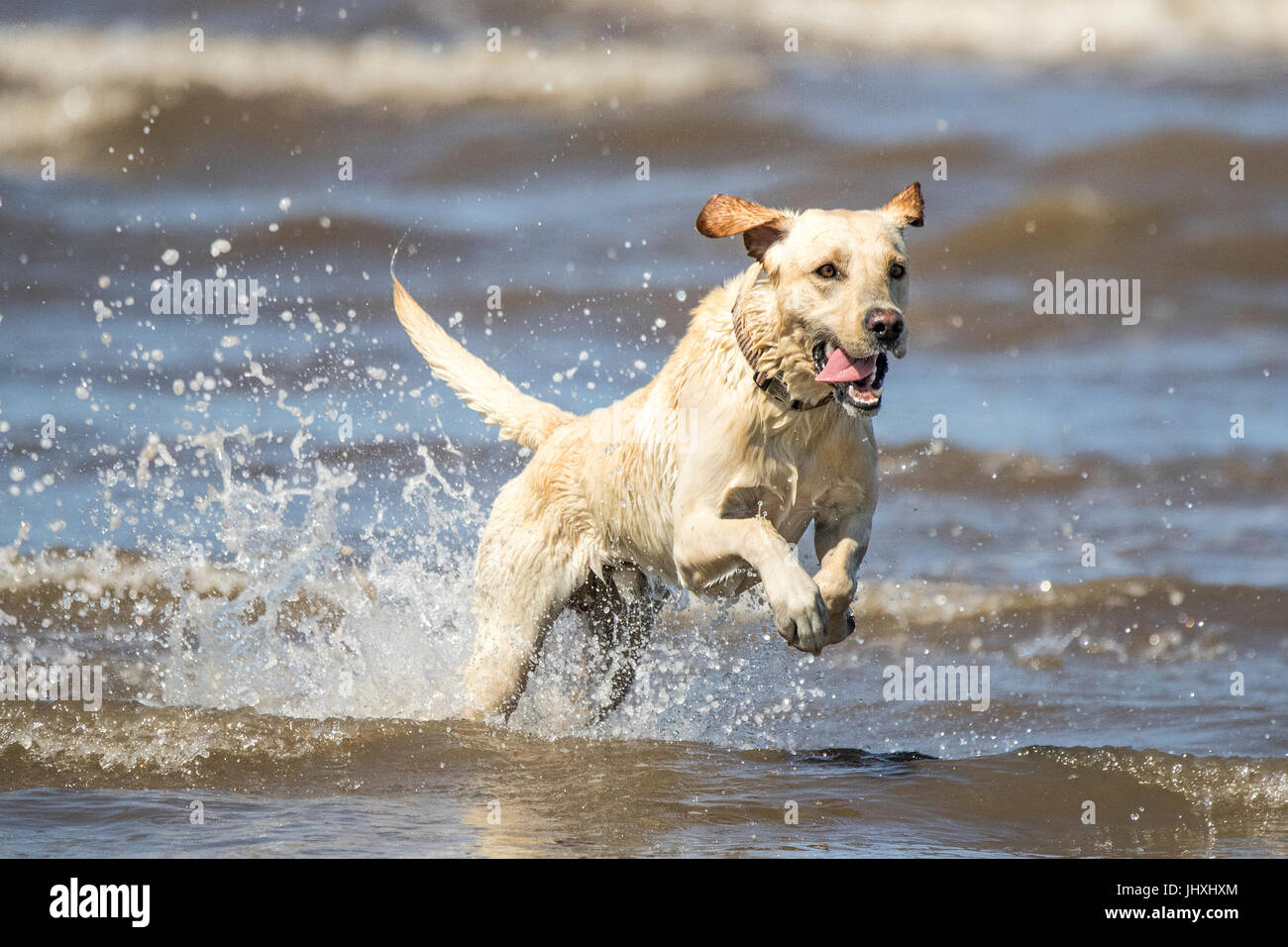 Is Sea Water Good For Dogs