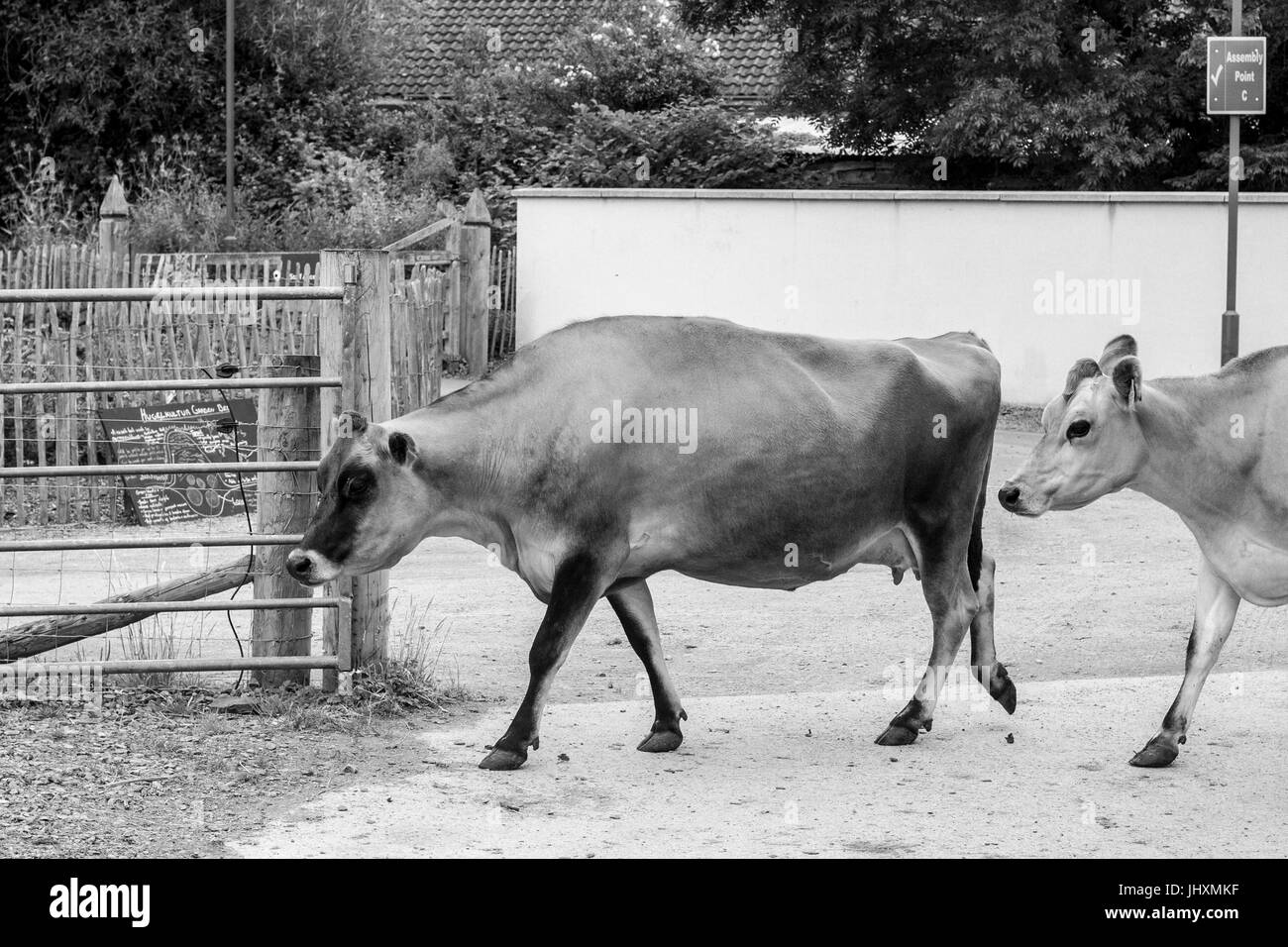 Jersey cows Black and White Stock Photos & Images Alamy