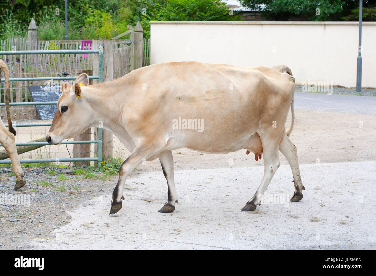 Jersey cows at a Dairy Farm in Dublin Ireland Stock Photo Alamy