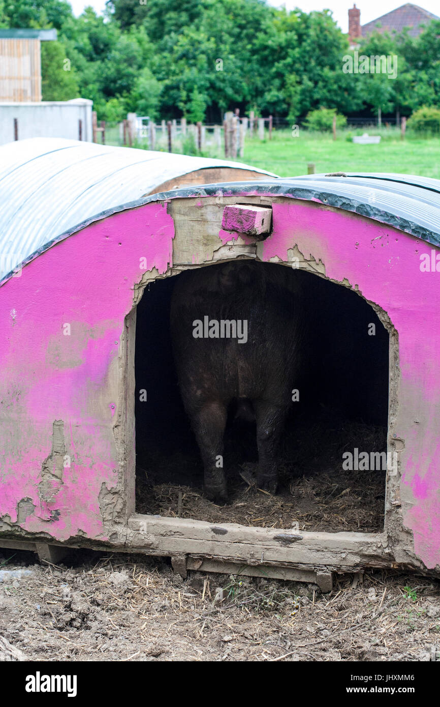 Backside of a pig in a very mucky pig sty, mamma pig settling her house ...