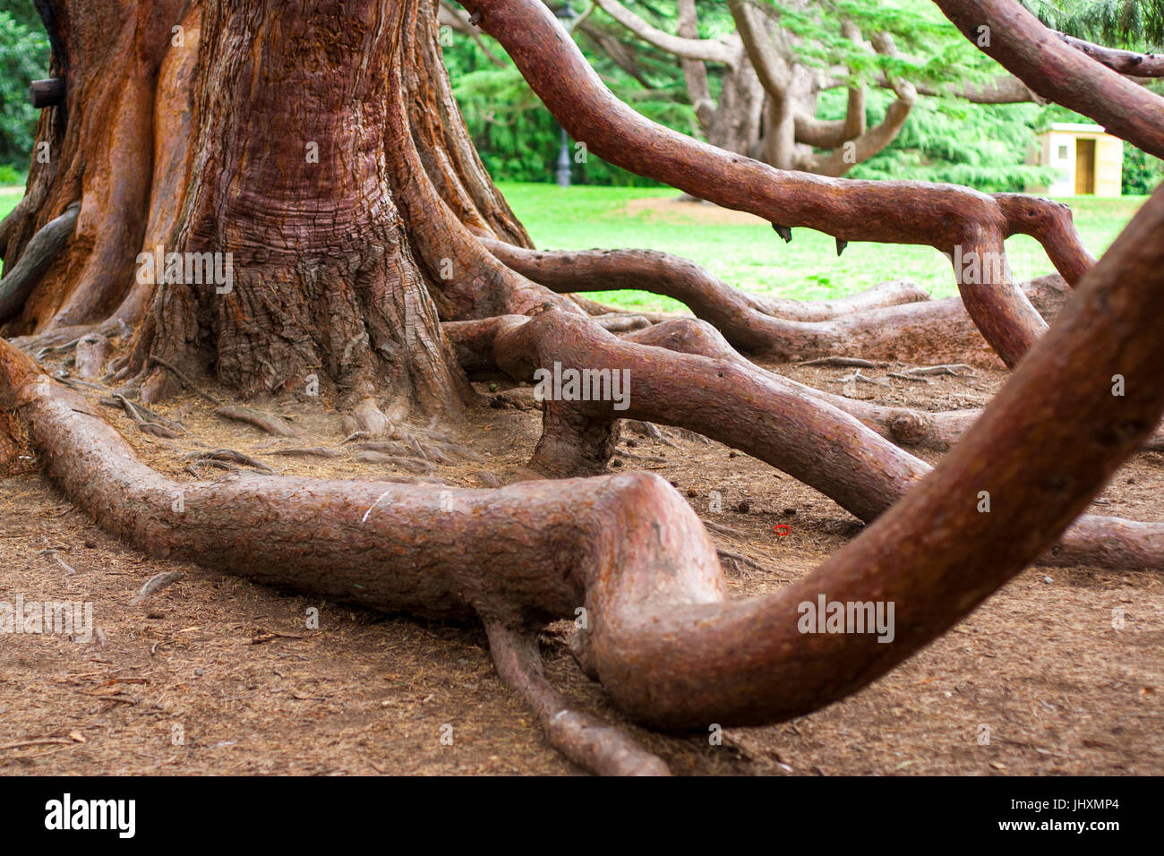 Exposed tree trunk hi-res stock photography and images - Alamy