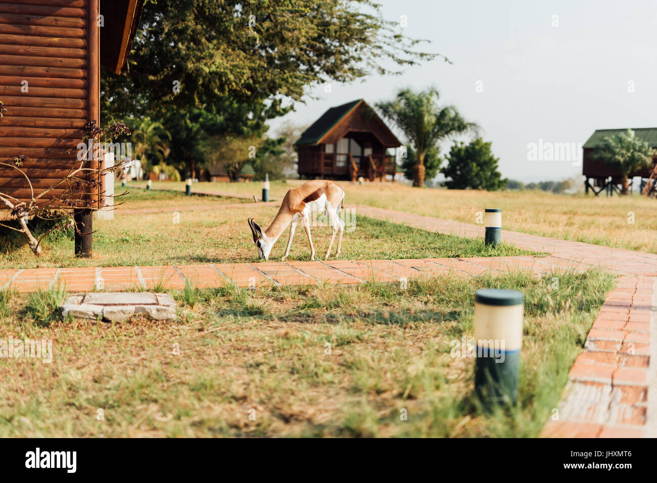 Antelope graze at a resort in the Bengo Province of Angola. Stock Photo