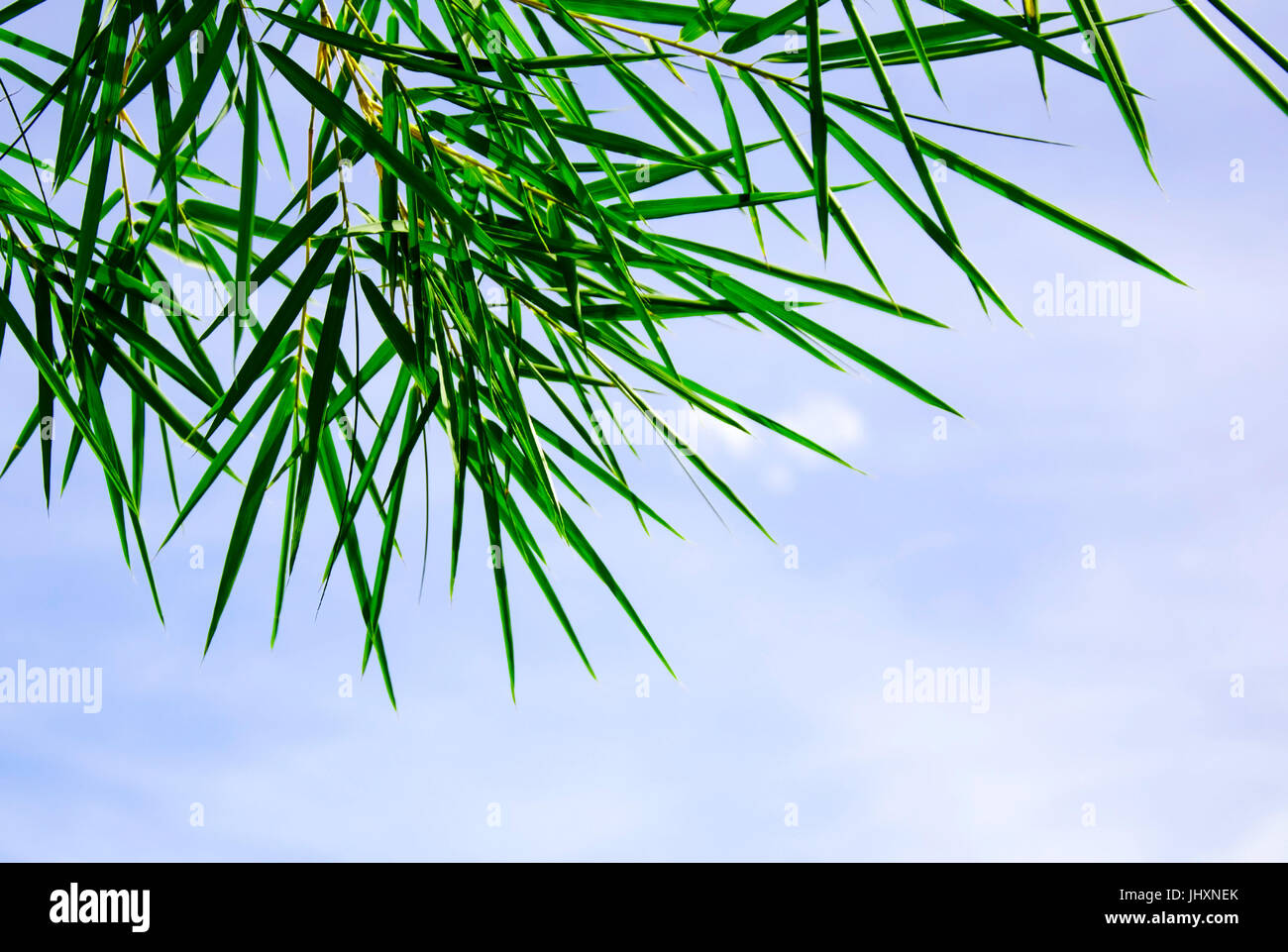 Generic palm trees palm leaves hi-res stock photography and images - Alamy