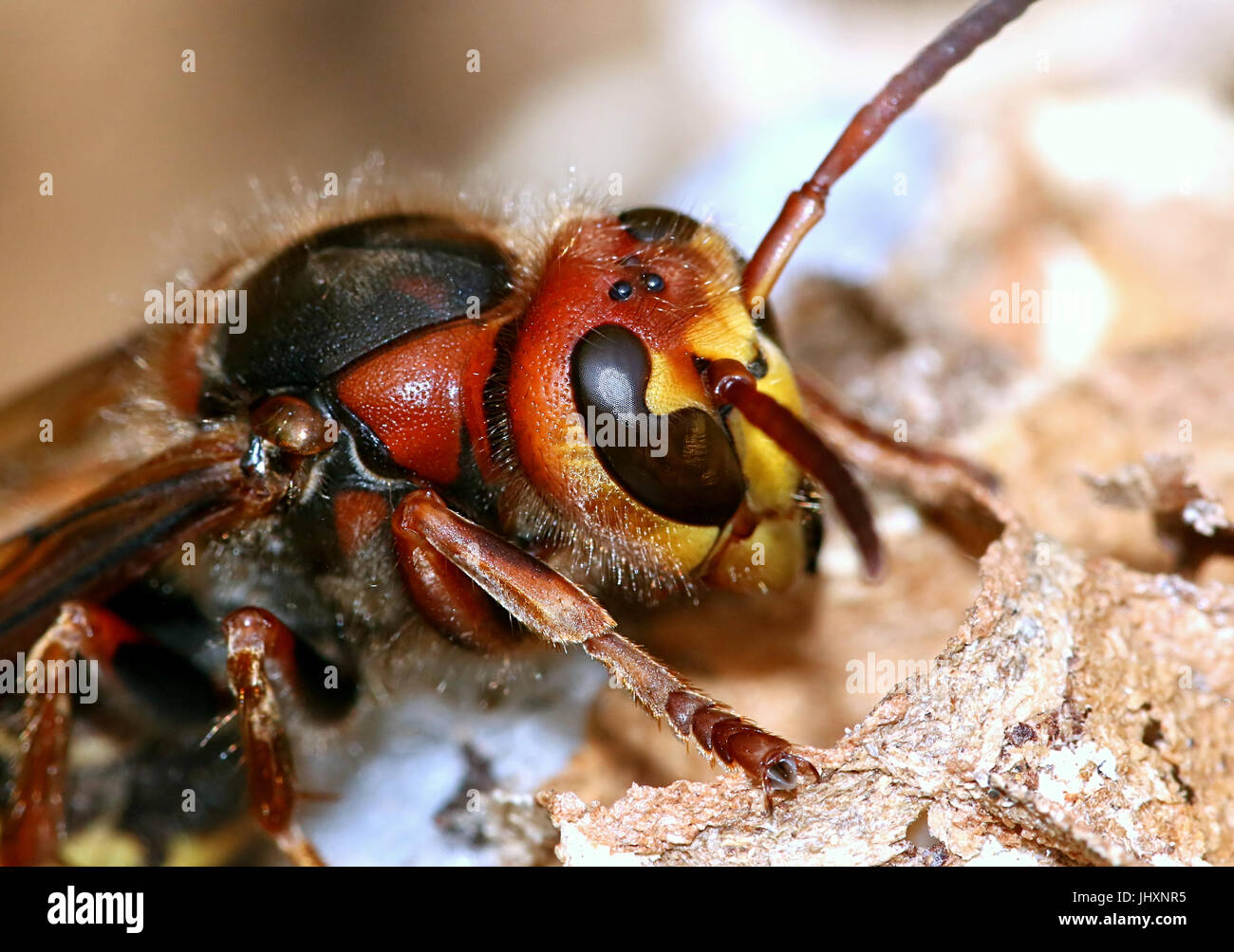 Extreme close up of the head of a European hornet worker (Vespa crabro) busy constructing a nest. Stock Photo