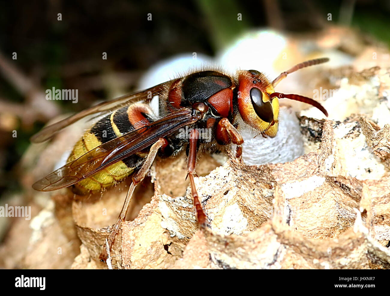 European hornet worker (Vespa crabro) busy constructing a hornet's nest. Stock Photo