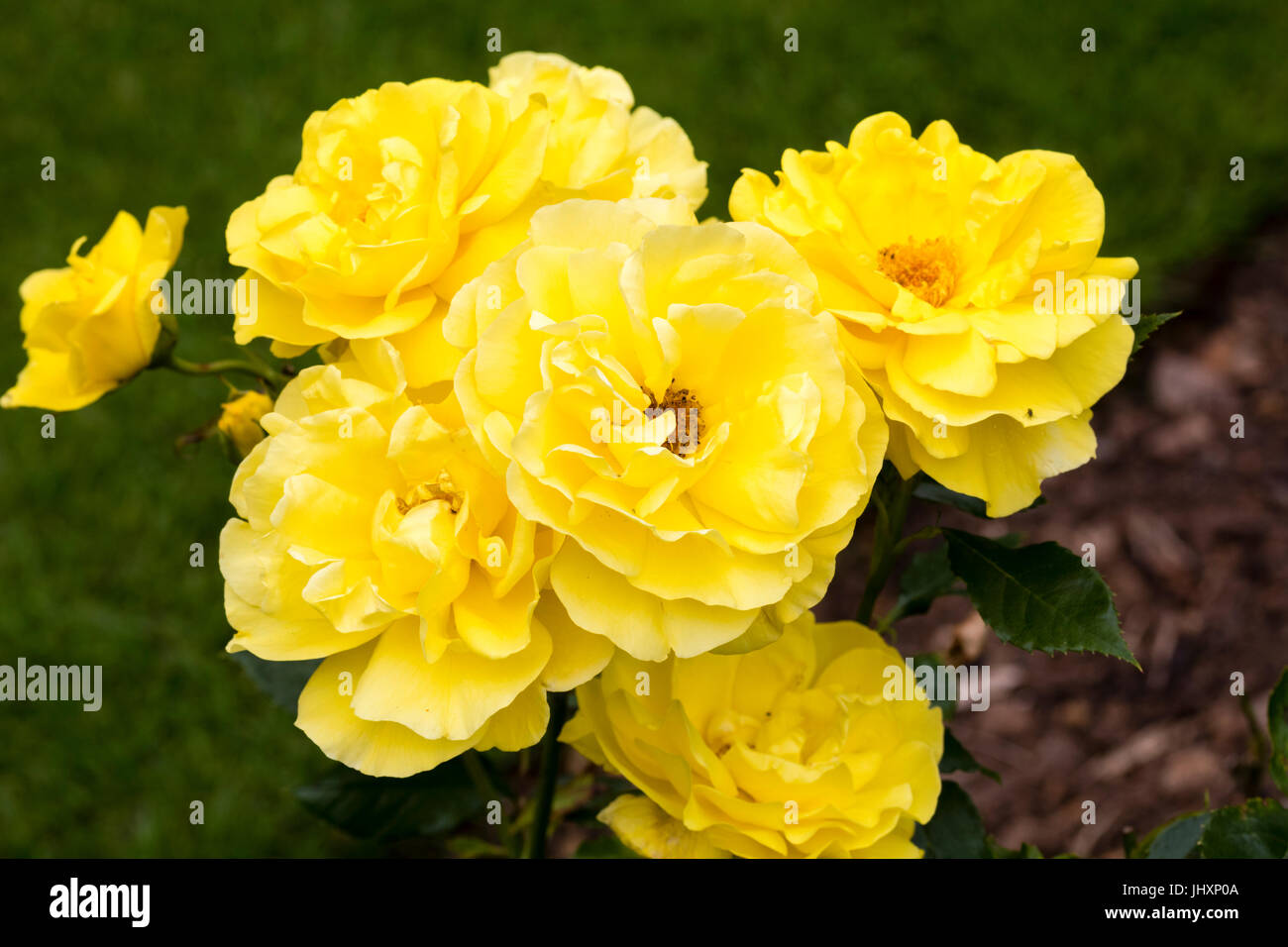 Yellow flowers of the fragrant floribunda rose, Rosa 'Korresia' Stock Photo