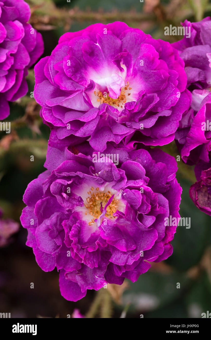 Twin flowers of the old variety of shrubby moss rose,  Rosa 'William Lobb' Stock Photo