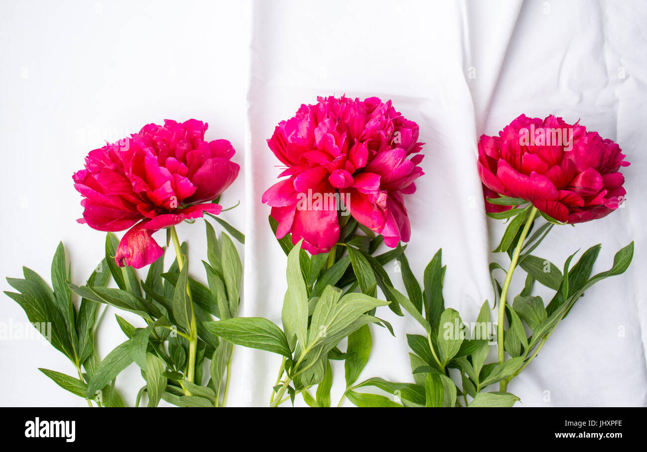 Red Peony Flowers On White Textile Background Stock Photo Alamy Red Peony Flowers On White Textile Background Stock Photo Alamy