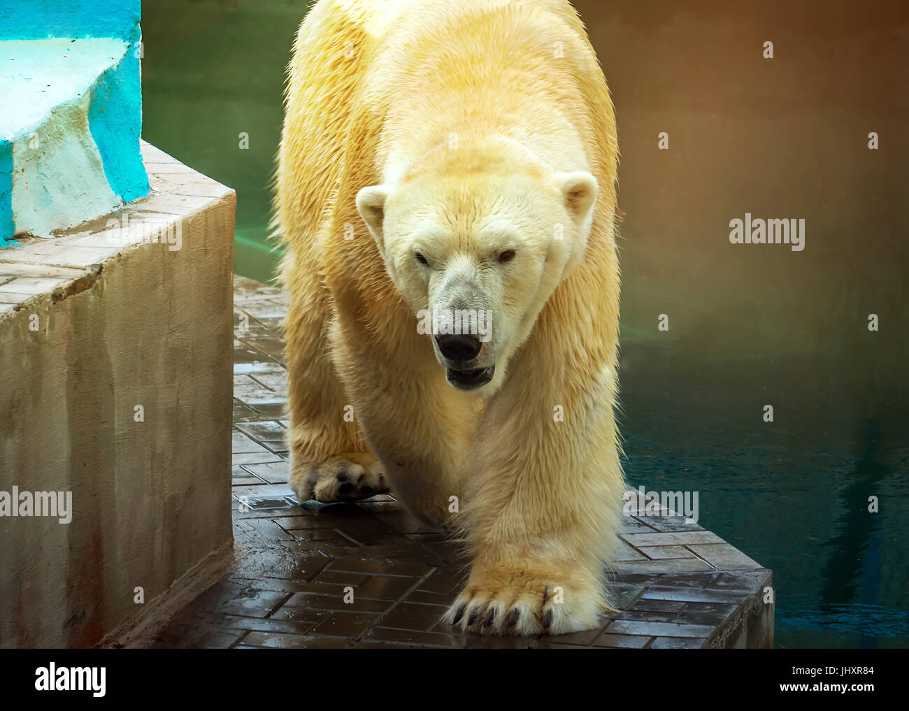 Polar bear drinking water hi-res stock photography and images - Alamy