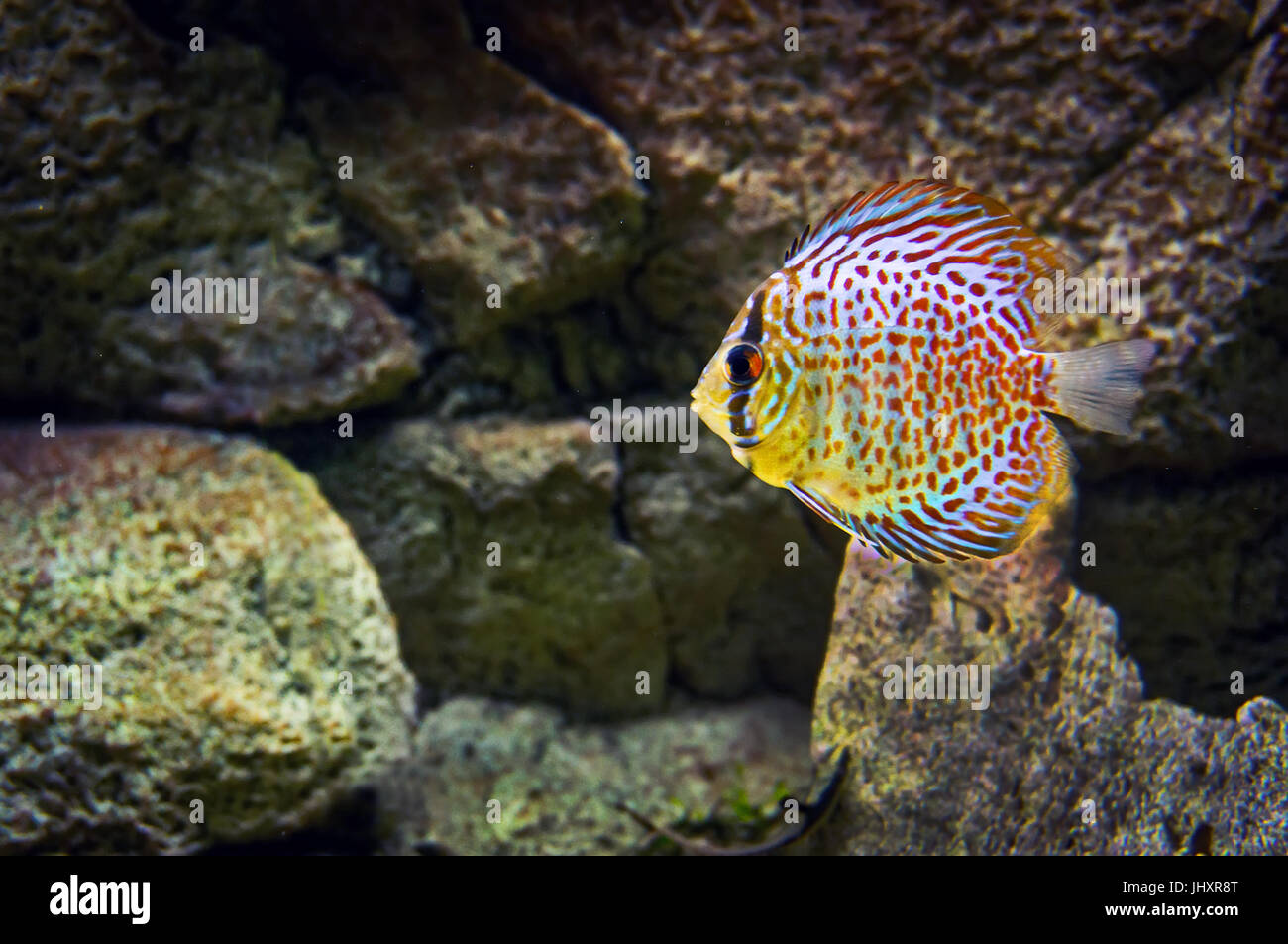 Beautiful fish in the aquarium, Goldfish, aquarium, a fish on the background of aquatic plants. Stock Photo