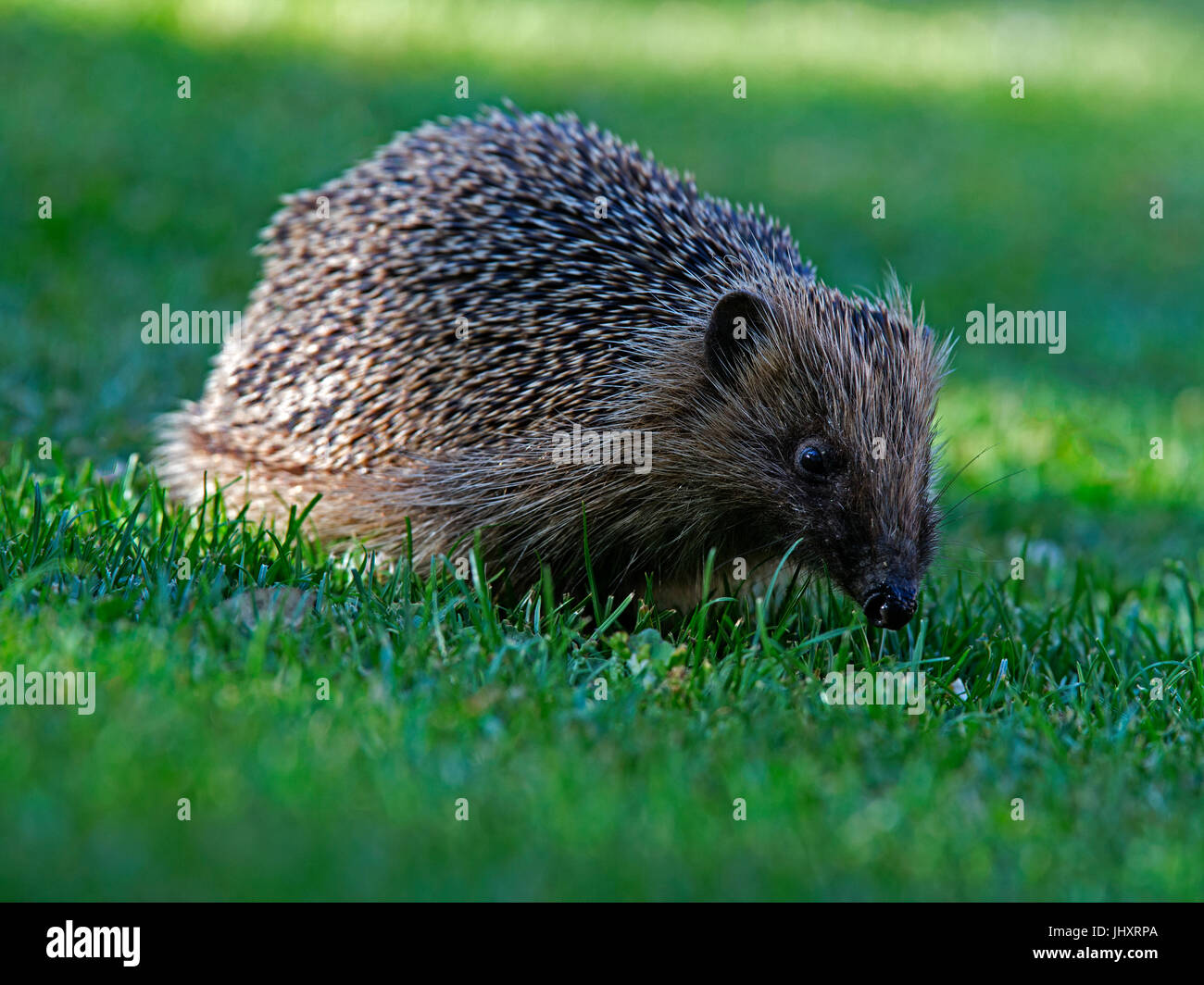 European hedgehog on ground feeding Stock Photo