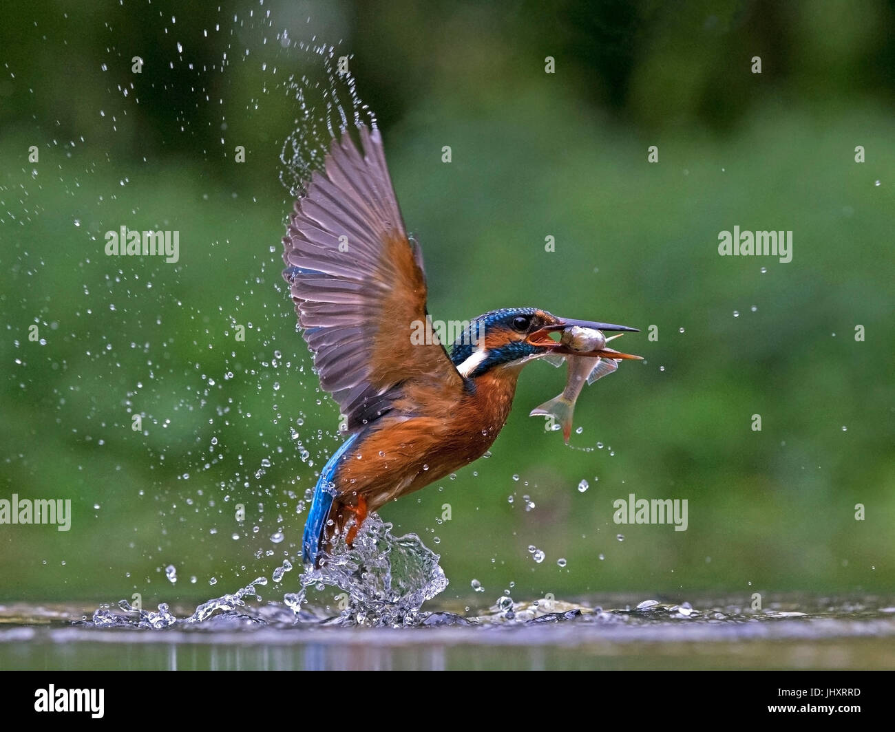 Female common kingfisher taking off with fish Stock Photo