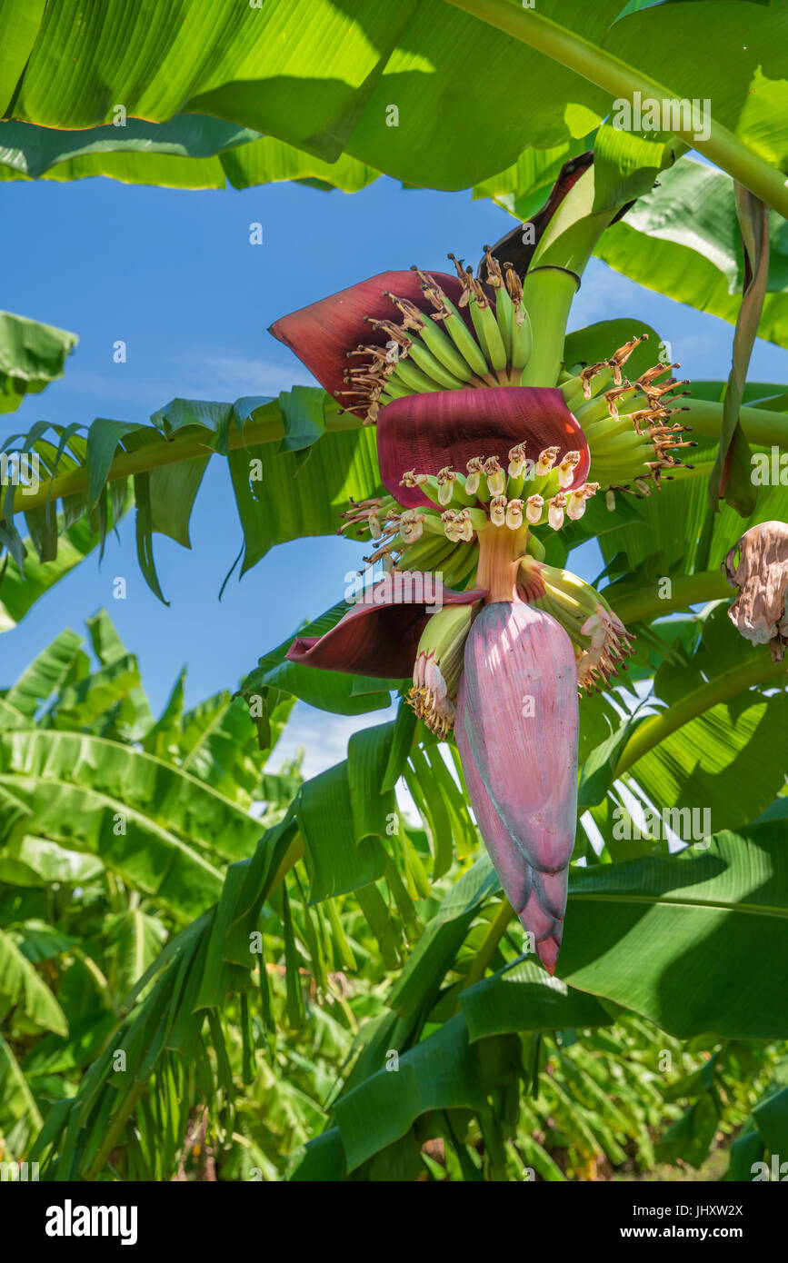 Banana blossom or banana flower on tree in garden with daylight Stock