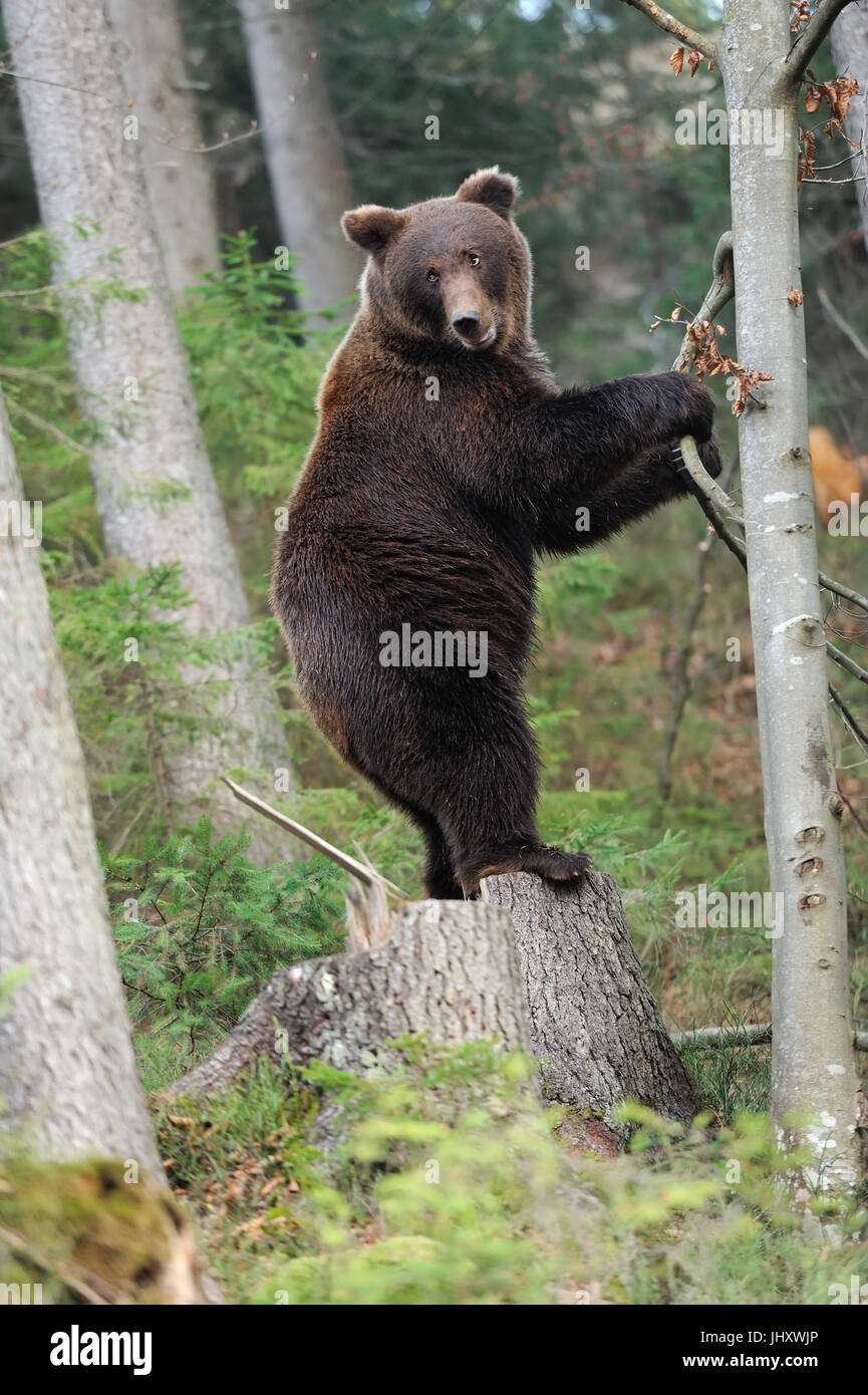 A brown bear in the forest Stock Photo - Alamy
