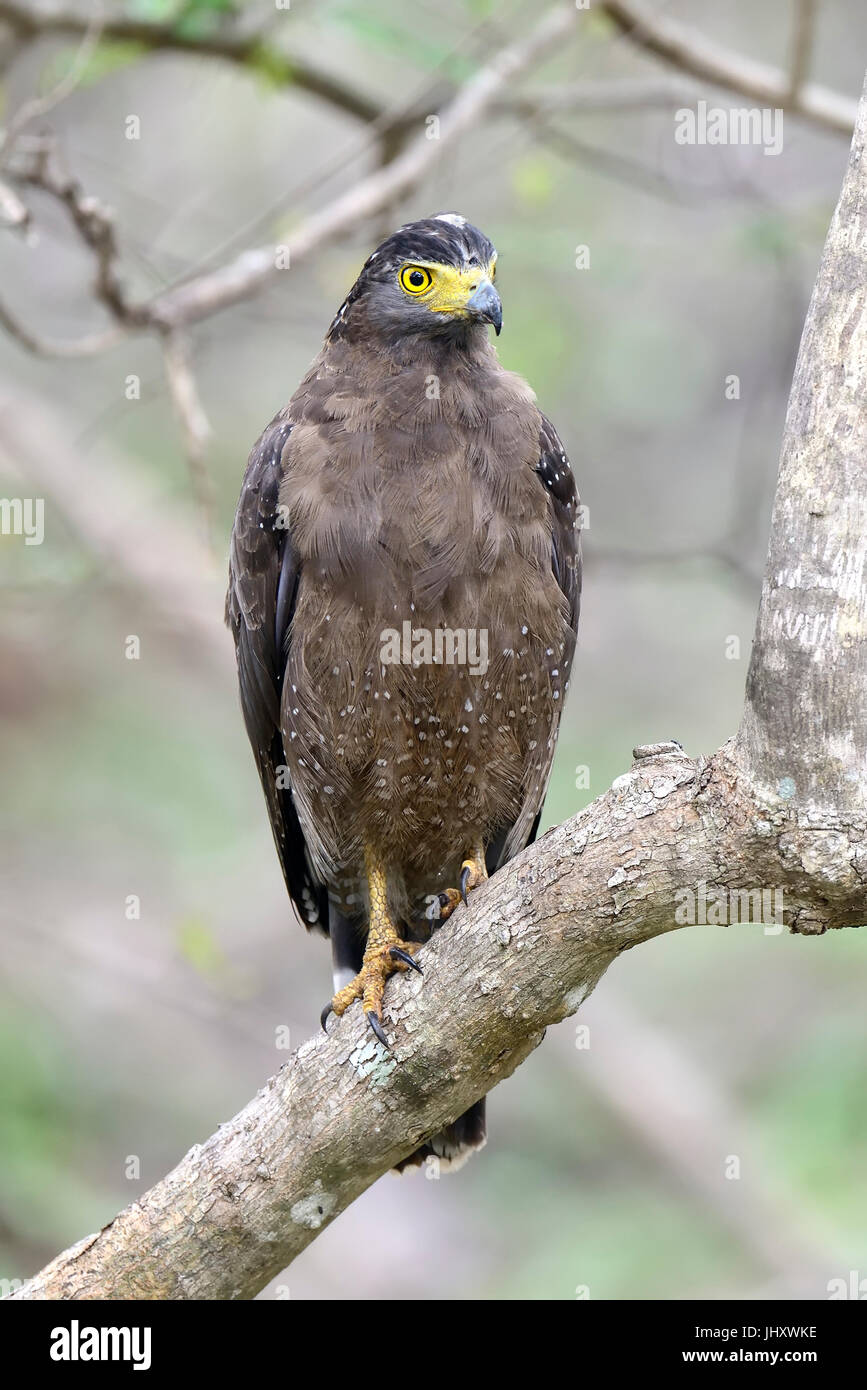 Serpent eagle habitat hi-res stock photography and images - Alamy