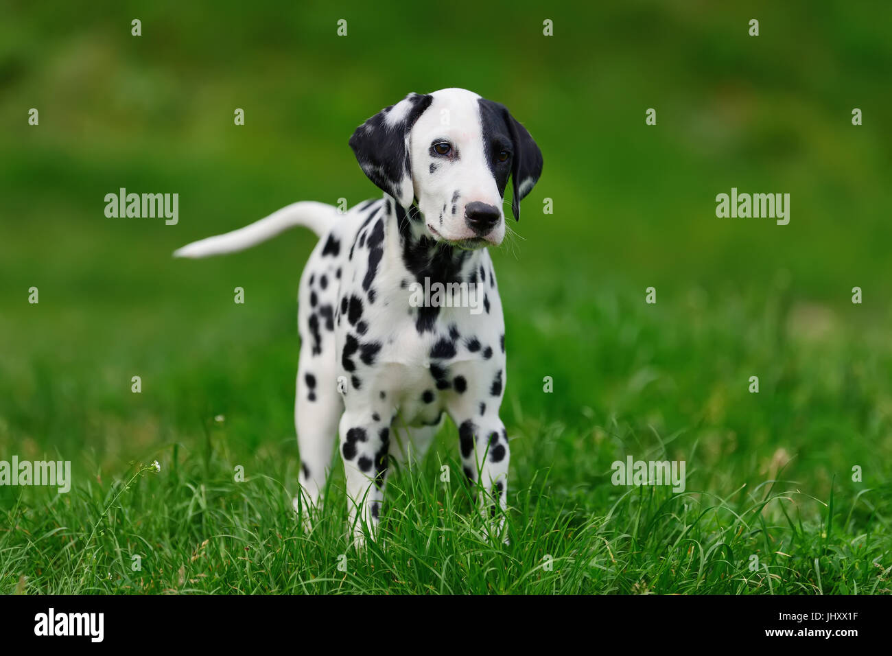 Adorable dalmatian dog outdoors in summer Stock Photo - Alamy