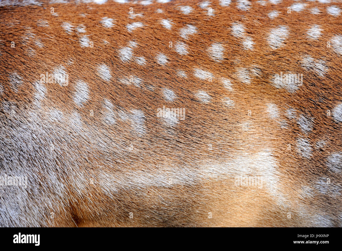 Texture of real axis sika deer fur Stock Photo Alamy