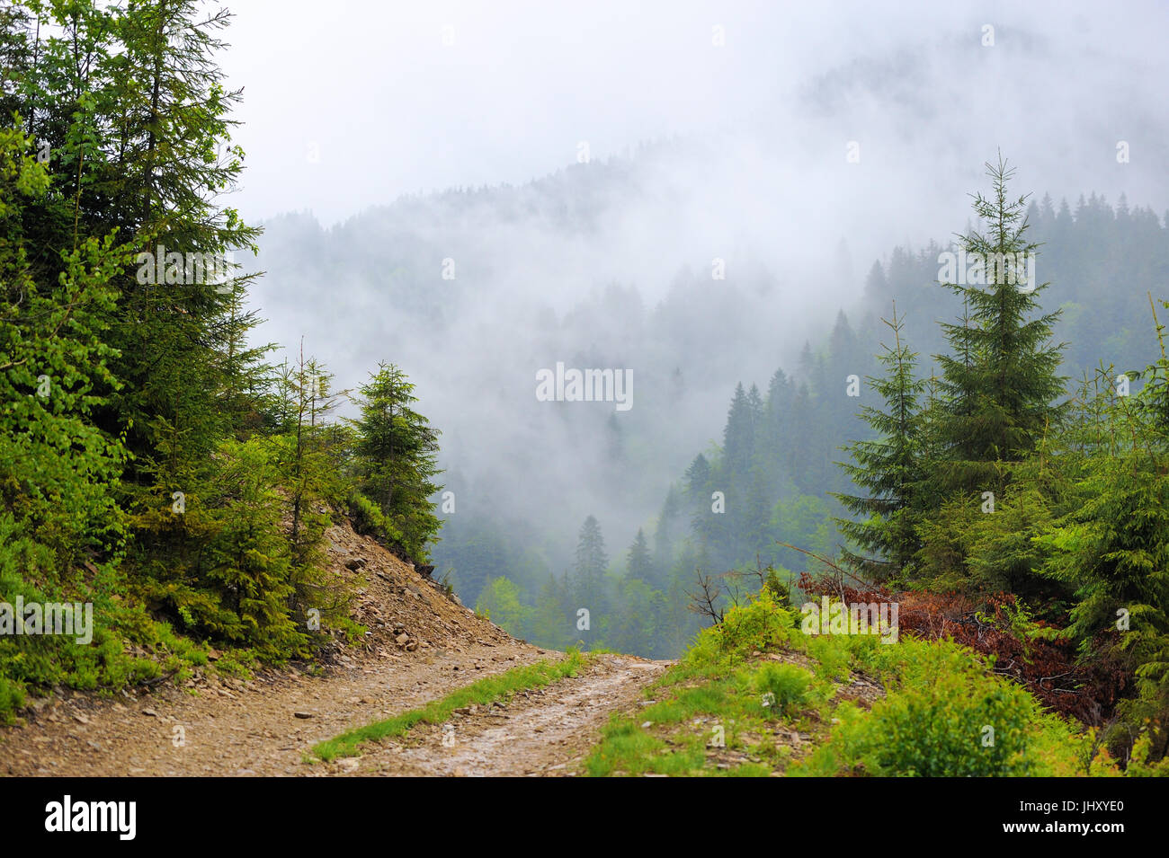 Landscape with fog in mountains and rows of trees Stock Photo - Alamy