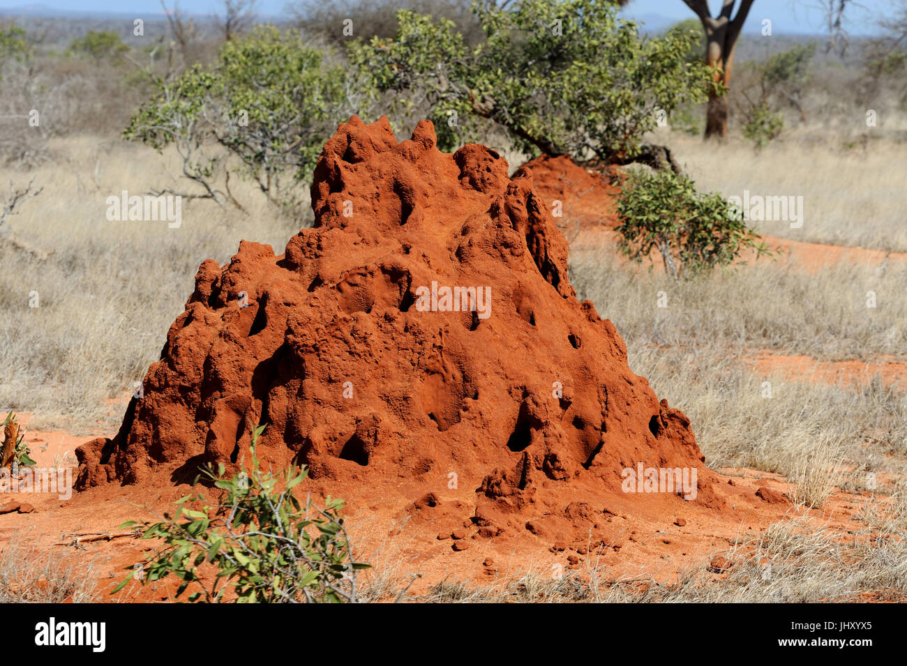 Termite mound in savanna in National park of Kenya Stock Photo