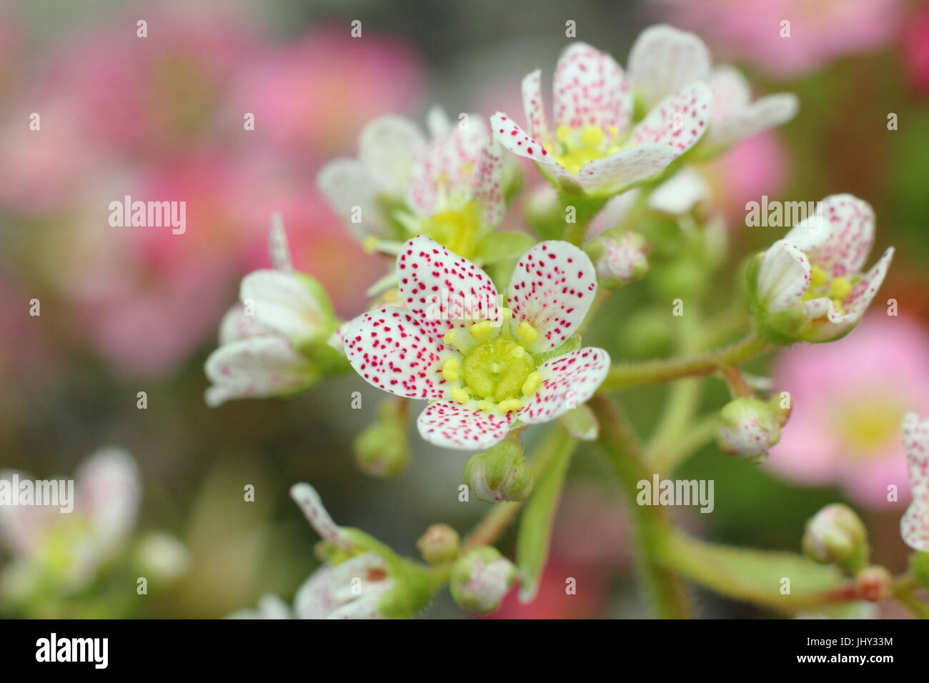 Saxifraga 'Canis Dalmiatica', also called Saxifraga 'Spotted Dog' flowering in an English rock garden in May, England, UK Stock Photo