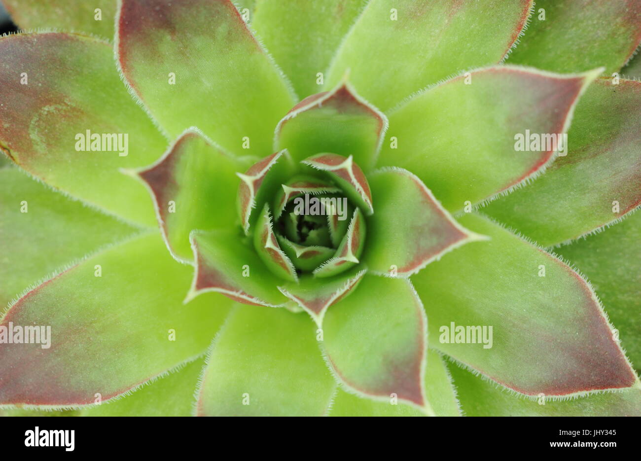 Rosette of a Jovibarba Heuffelii 'Water Lily', hardy succulent (previously sempervivum), growing in English garden Stock Photo