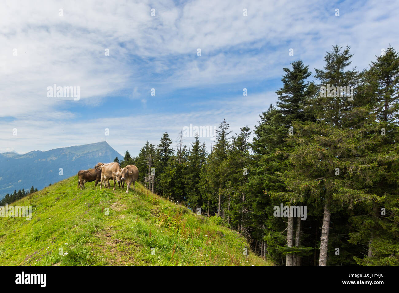 three natural milk cows in meadow Switzerland with mount Rigi and trees Stock Photo