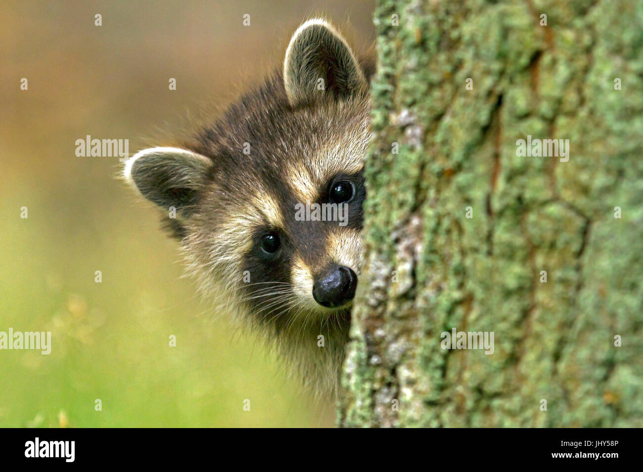 Young racoon, Junger Waschbär Stock Photo